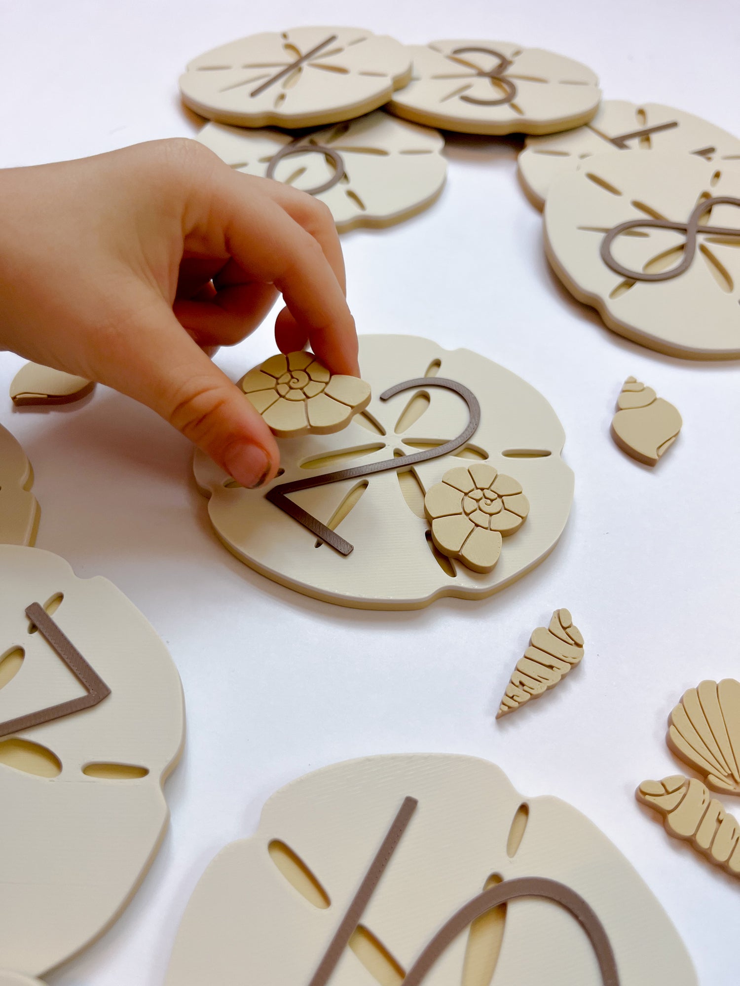 Extra Large Sand Dollar Counting Plates